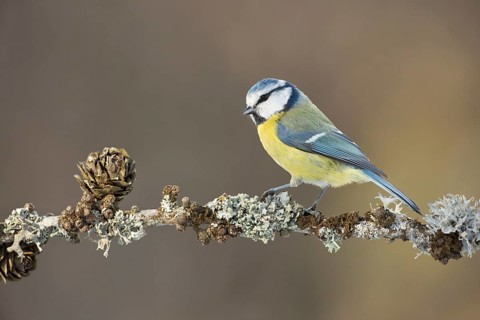 Eurasian Blue Tit (Cyanistes caeruleus) perched on lichen pine branch, Grisons, Switzerland