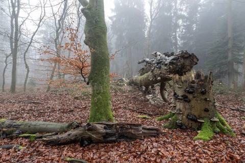 Old beech forest (Fagus sylvatica) in the fog, Emsland, Lower Saxony, Germany