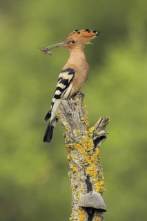 Eurasian Hoopoe (Upupa epops), Andalusia, Spain