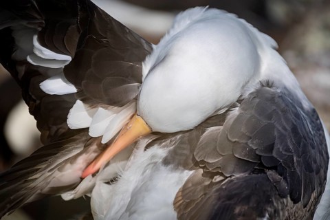 Black-browed albatross (Thalassarche melanophris), adult bird preening its plumage, close-up of