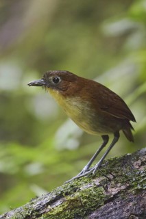 Yellow-breasted Antpitta (Grallaria flavotincta), Ecuador