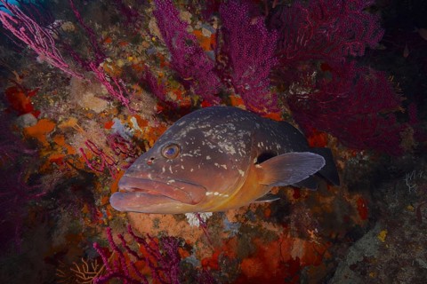Dusky Grouper (Epinephelus marginatus) (Mycteroperca marginatus) resting among purple and orange