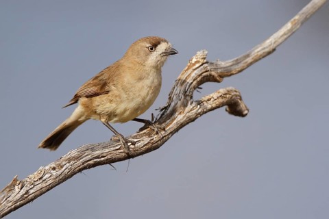 Southern Whiteface (Aphelocephala leucopsis), Victoria, Australia