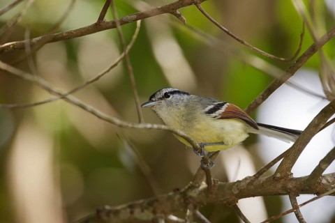 Rufous-winged Antwren (Herpsilochmus rufimarginatus) male perched on a branch, Atlantic rainforest,