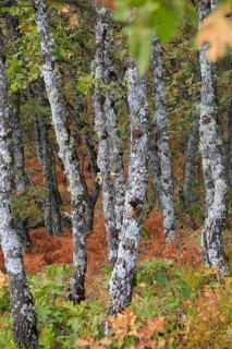 Autumn woodland Sierra de Tormantos mountains, near Cuacos de Yuste, La Vera, Extremadura, Spain