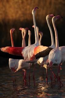 Captivating scene of pink flamingos engaged in their nuptial ritual, illuminated by the warm sunset