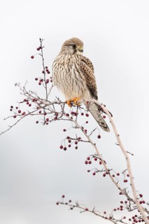 Common Kestrel (Falco tinnunculus), North Rhine-Westphalia, Germany