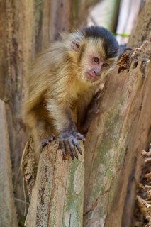 A capuchin monkey sits relaxed on a tree stump and looks thoughtfully, Capuchin monkey (Sapajus