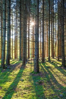 Sunshine between the tree trunks in a coniferous forest with green moss on the ground