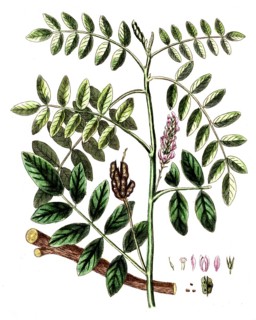 Glycyrrhiza glabra, true liquorice, digital reproduction of a historical original, between 1790 and