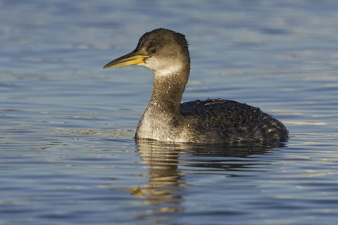 Red-necked Grebe (Podiceps grisegena), British Columbia, Canada