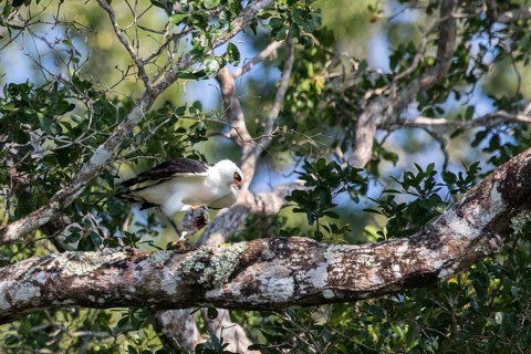 Black-and-white Hawk-Eagle (Spizaetus melanoleucus), Peten, Guatemala