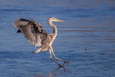 Grey Heron (Ardea cinerea) landing on an ice surface, Baden-Wuerttemberg, Germany