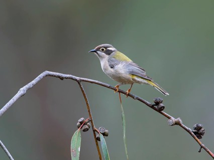 Brown-headed Honeyeater (Melithreptus brevirostris), Victoria, Australia