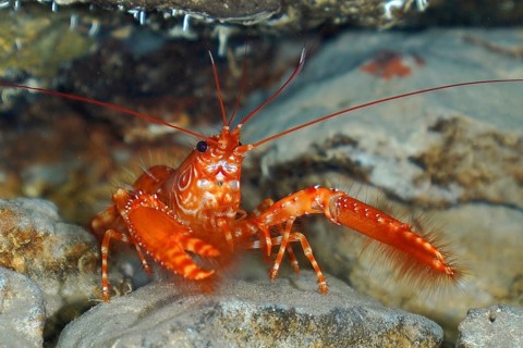 Atlantic red reef lobster (Enoplometopus antillensis)