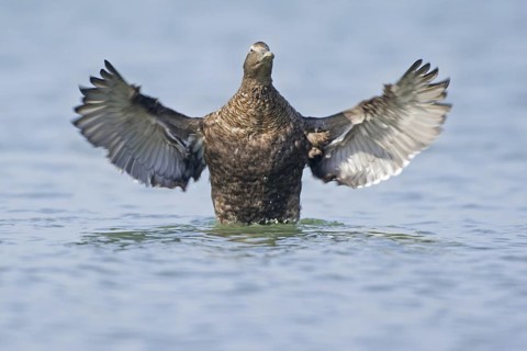 Common Eider (Somateria mollissima) female, Netherlands