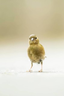 Eurasian chaffinch (Fringilla coelebs) walking on the ground, Bavaria, Germany