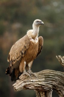 Griffon Vulture (Gyps fulvus), on trunk, Castile and Leon, Spain
