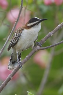 Rufous-naped Wren (Campylorhhynchus rufinucha) perched on a branch in Costa Rica, Central America