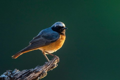 Common Redstart (Phoenicurus phoenicurus) male, Andalusia, Spain