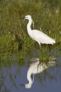 Little Egret (Egretta garzetta), Cyprus