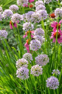 Summer ornamental leek (Allium 'Summer Beauty'), Ihlenweg 7, Federal Republic of Germany