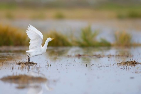 Western Cattle Egret (Bubulcus ibis), Valencia, Spain