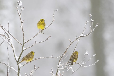 Yellowhammer (Emberiza citrinella), North Rhine-Westphalia, Germany