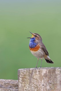 Bluethroat (Luscinia svecica cyanecula), male, singing on a pasture fence post, wildlife, Lembruch,
