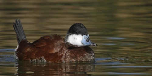 Ruddy Duck (Oxyura jamaicensis), Arizona, USA
