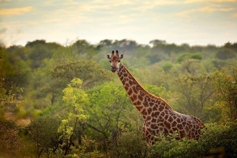 Giraffe and morning sunrise. Green vegetation with animal portrait. Wildlife scene from nature.
