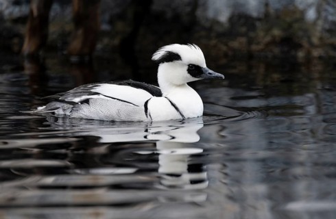 Red-breasted Merganser (Mergellus albellus), swimming in the water, Alaska, USA