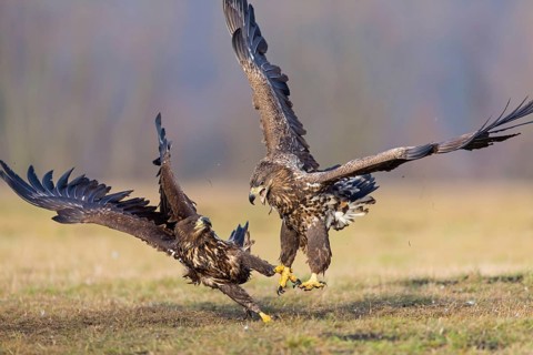 Two fighting sea eagles fighting over their prey, (Haliaeetus albicilla), Haliaaetus albicilla,