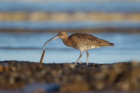 Eurasian curlew (Numenius arquata) adult wading bird feeding on a razorshell on a beach, Norfolk,