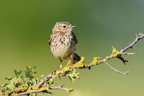 Meadow Pipit (Anthus pratensis), Schleswig-Holstein, Germany
