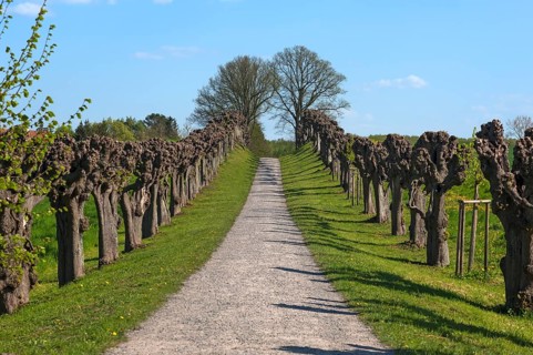Trimmed festoon avenue of Tilia × europaea lime trees (Tilia × europaea), at Bothmar Castle, Klütz,