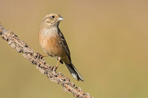 Rock Bunting (Emberiza cia) juvenile perched on a branch, Aosta Valley, Italy