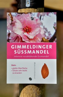 Sign at the Palatinate almond nature trail, almond blossom, Gimmeldingen, district of Neustadt an