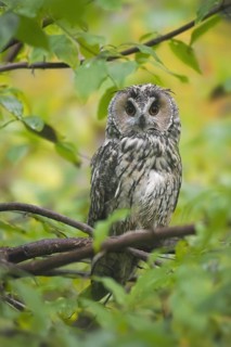 Long-eared owl (Asio otus) (Strix otus) perched in tree in forest