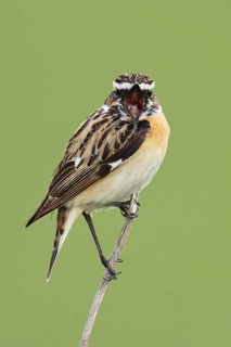 Whinchat (Saxicola rubetra) male singing, Brandenburg, Germany