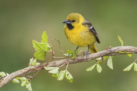 Orchard Oriole (Icterus spurius) juvenile perched on a branch, Texas, USA