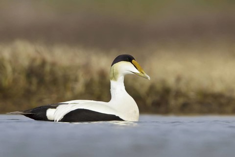Common Eider (Somateria mollissima) male, Manitoba, Canada