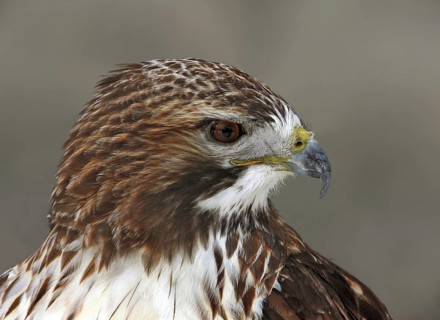 Red-tailed Hawk (Buteo jamaicensis), Saskatchewan, Canada