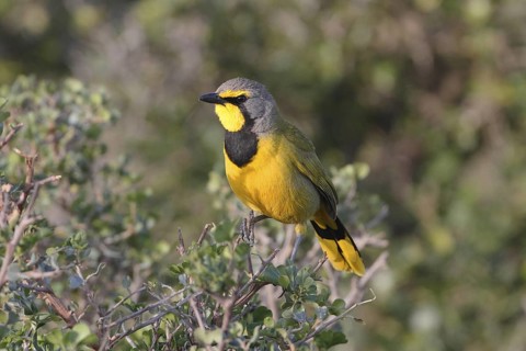 Bokmakierie (Telophorus zeylonus), De Hoop Nature Reserve, South Africa