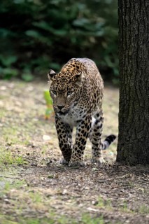 Sri Lanka Leopard (Panthera pardus kotiya), adult, stalking, running, alert, Sri Lanka