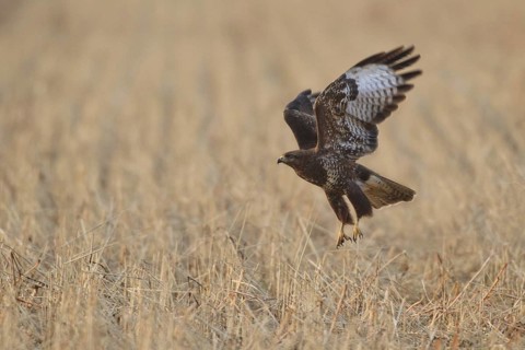 Common Buzzard (Buteo buteo) flying, Netherlands