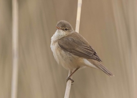 Eurasian Reed Warbler (Acrocephalus scirpaceus) perche in reedbed, Wales, United Kingdom
