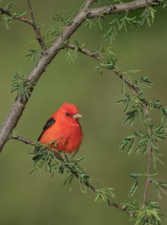 Scarlet Tanager (Piranga olivacea) male perched on a branch, Texas, USA