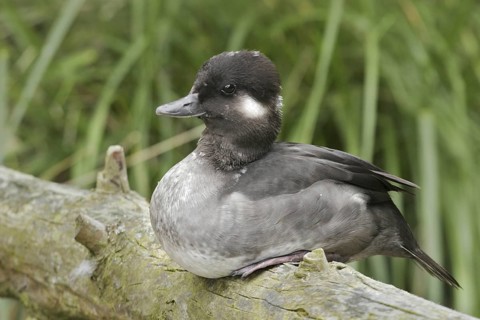 Bufflehead (Bucephala albeola) female, California, USA