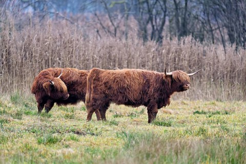 Two Highland cattle (Bos taurus), adult standing in a meadow, Reussspitz nature reserve,